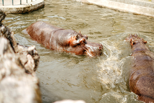Hippo swimming in city zoo pool