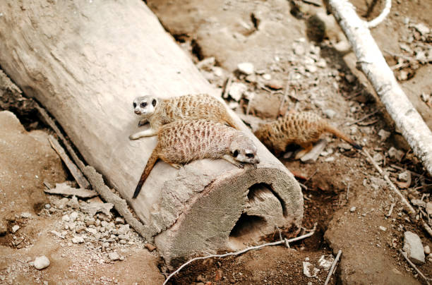 A small mongoose sits peeking out from behind a wooden log. The animal is cautiously observing its surroundings, creating a cute and amusing shot.