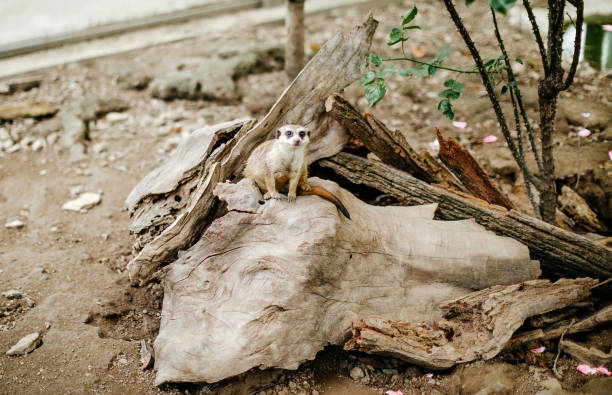 Small animal in city zoo