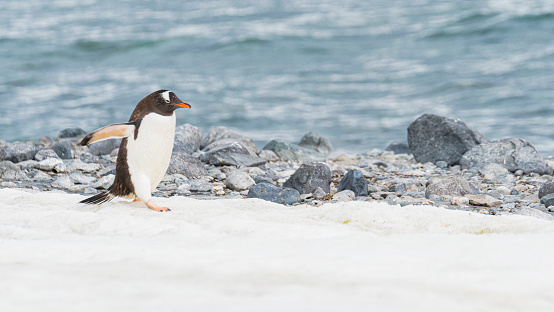 Gentoo penguin walking on ocean seaside in Antarctica peninsula. High quality photo