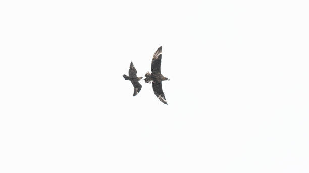 istock A pair of two flying birds in the Antarctic. 1530465982