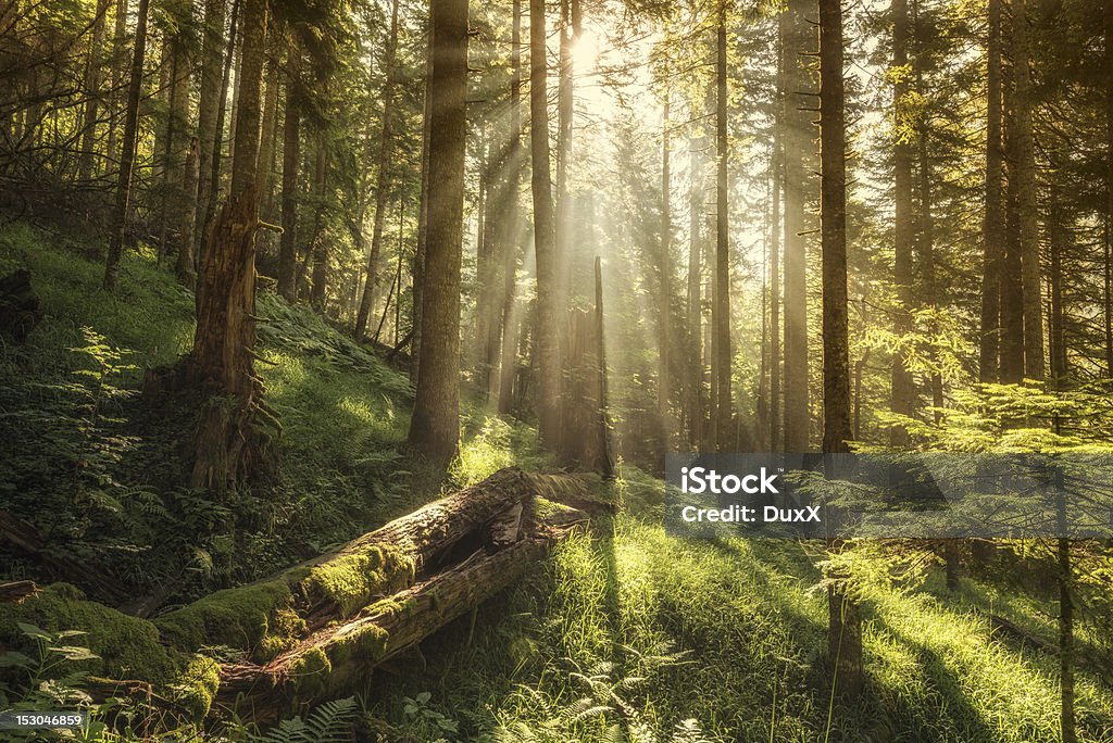 Bosque Mágico - Foto de stock de Bosque libre de derechos