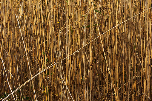 Dense thickets of reeds are photographed close-up, it is already autumn and the reeds have turned yellow and dried up, a beautiful natural abstraction