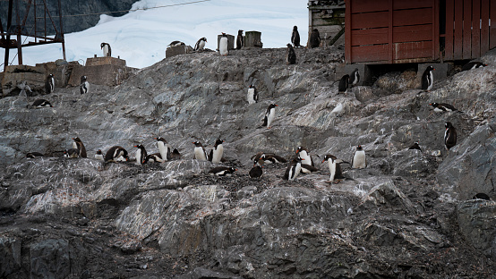 Gentoo penguins at the Port Lockroy Antarctic Base . High quality photo