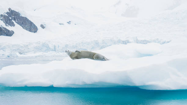 istock Weddell seal rests on ice pack in Antarctica 1530479467