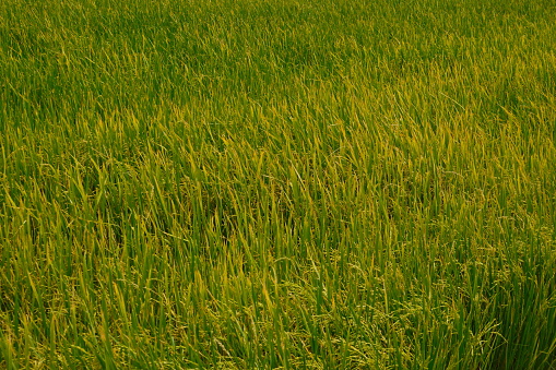 View into landscape with agricultural field and tropical trees in Chiang Rai province