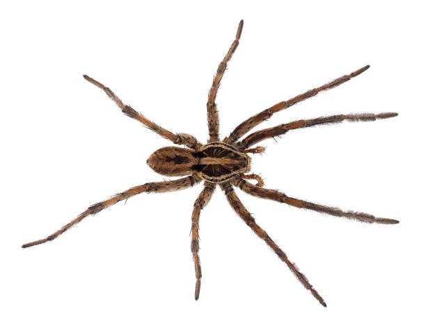 istock Radiated wolf spider isolated on white background, Hogna radiata 1530482113