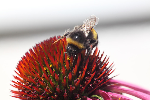Bumble bee on an echinacea flower with copy space