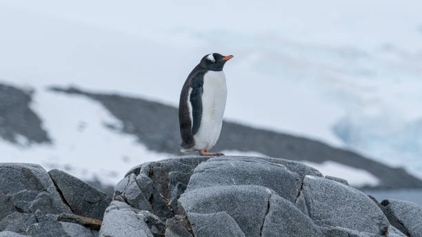 istock Gentoo penguins at the Port Lockroy Antarctic Base 1530487421
