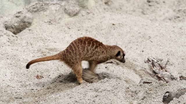 Meerkat, Suricata suricatta hopping around and fighting each other