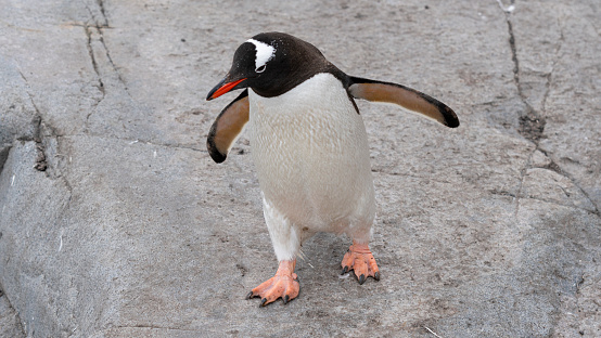 Gentoo Penguin walking on the Beach in Antarctica. . High quality photo