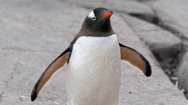 istock Gentoo penguin (Pygoscelis papua) portrait. Antarctic Peninsula 1530489833
