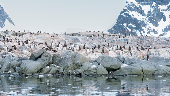 Gentoo penguin colony, on Antarctic Peninsula. Antarctica, polar regions. High quality photo