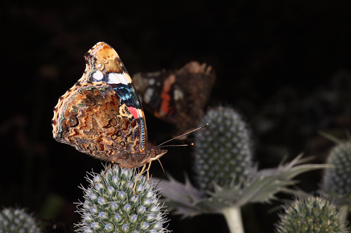 Red admiral butterfly resting on erygium with another in the background.