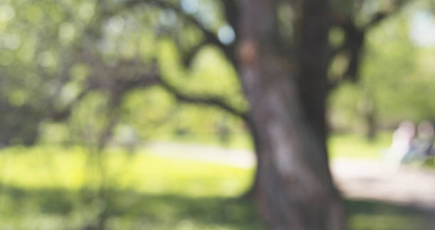 istock real bokeh blur background of tree in summertime 1530515555