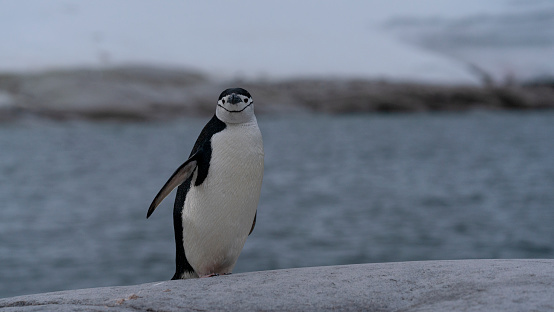Chinstrap penguin on the rock Antarctic Peninsula. High quality photo