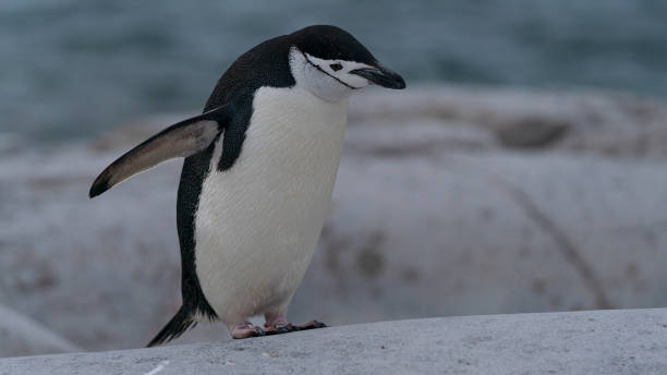 istock Chinstrap penguin on the rock 1530519489