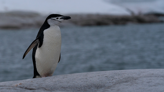 Chinstrap penguin on the rock Antarctic Peninsula. High quality photo