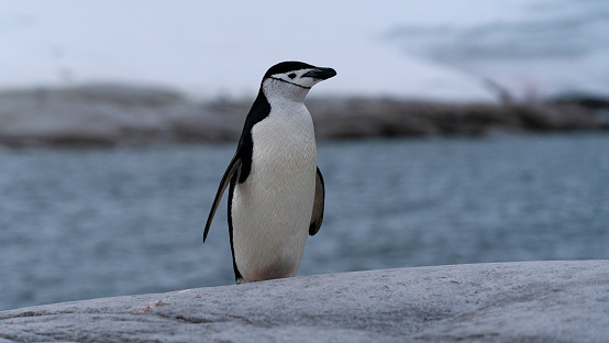 Chinstrap penguin on the rock Antarctic Peninsula. High quality photo