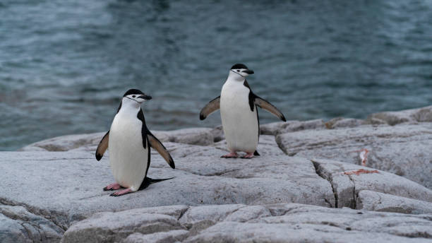 istock Two chinstrap penguins rocky shore of Antarctic Peninsula 1530521394