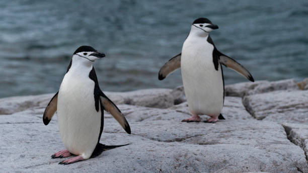 Two chinstrap penguins rocky shore of Antarctic Peninsula