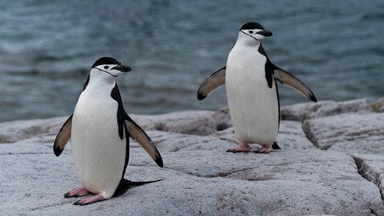 Large colony of Magellanic penguins (Spheniscus magellanicus) as Isla Magdalena Punta Arenas, Patagonia, Chile