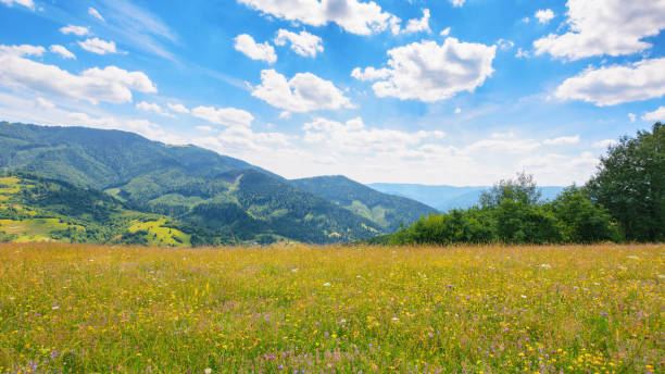 istock grassy hills and meadows on rolling hills 1530523485