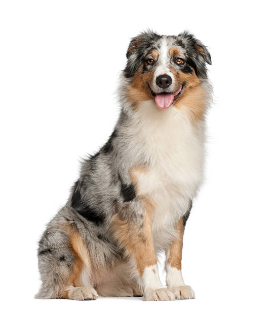 istock Australian Shepherd, 2 years old, sitting against white background 153052598