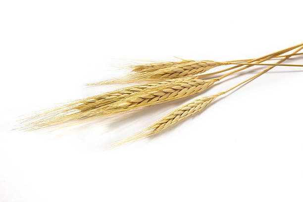 золотой перловый на белом фоне - barley стоковые фото и изображения