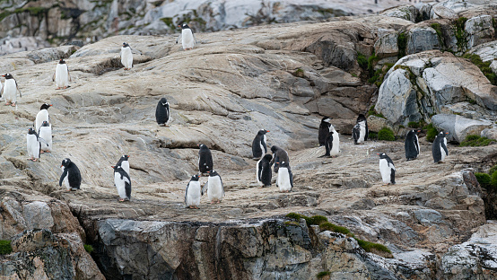 African Jackass penguins standing on some rocks on a sunny day at Boulders Beach in South Africa