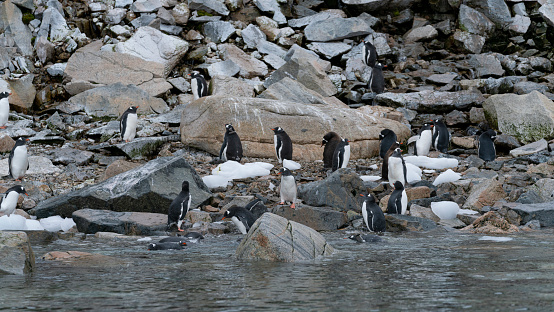 Gentoo penguins colony on the coastline of Antarctic Peninsula. High quality photo