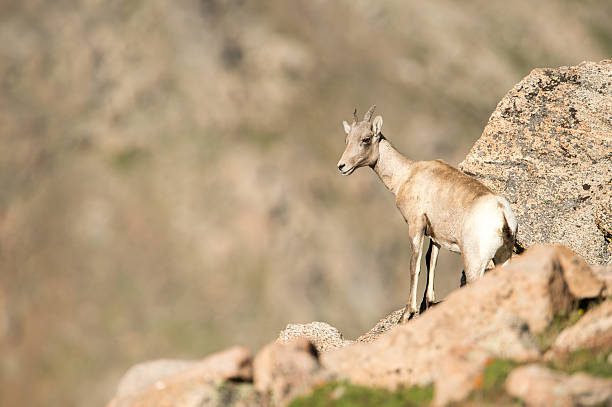 istock Young bighorn sheep on rock atop Mt. Evans 153053366