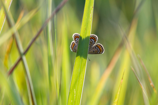 Beautiful small butterfly hidding on green grass. Beautiful nature background with shallow depth of field