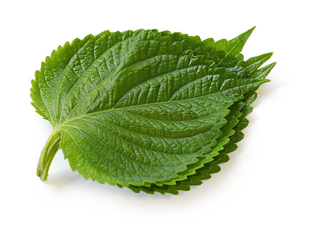 perilla leaves, egoma on a white background shiso photos stock pictures, royalty-free photos & images