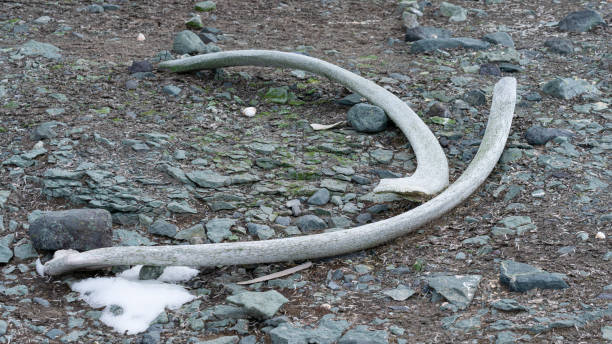 istock Whale bones lie on stone beach in Antarctica. 1530536766