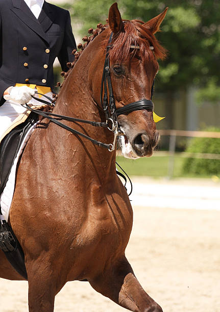 istock dressage horse 153053737