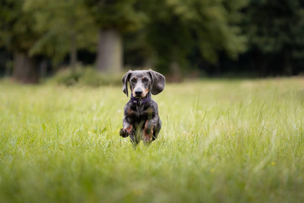 Black and Brown Dachshund puppy playing and running through long grass looking cute