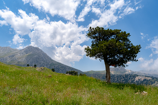 Cloudy clear sky.Single juniper tree. Green meadows.Nature landscape.Shadow of clouds hitting mountains in background.Mediterranean region, space for text.