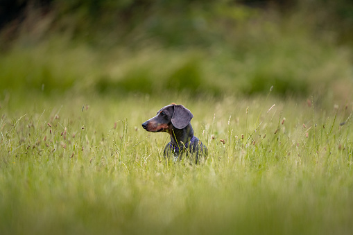 Black and Brown Dachshund puppy sitting in long grass field looking cute