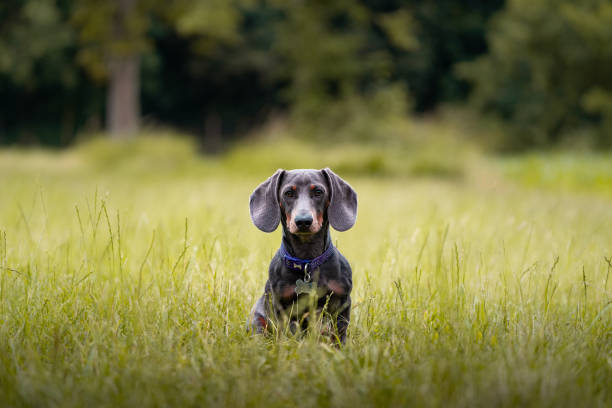 Black and Brown Dachshund puppy sitting in long grass field looking cute
