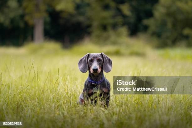 Dachshund Puppy Sitting In Long Grass Field Stock Photo - Download Image Now - Dachshund, Puppy, Running