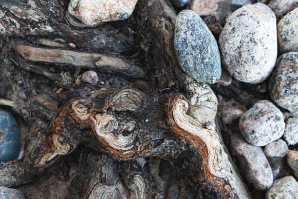 rocks and tree roots close-up on the beach