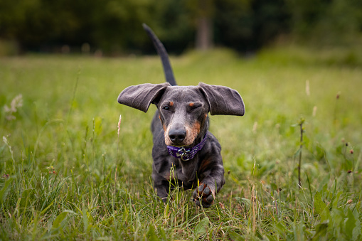 Black and Brown Dachshund puppy playing and running through long grass looking cute