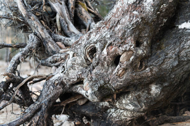bizarre tree roots, a fallen tree in the forest that looks like an animal