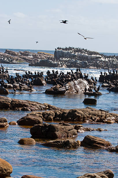 istock Cormorants and rocks 153054054