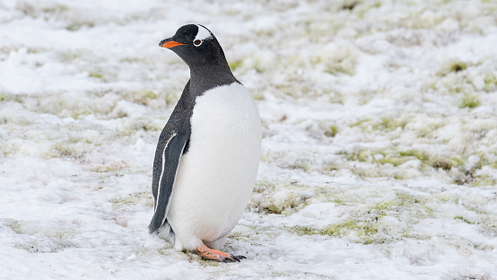 Close up portrait of one gentoo penguin walking in the snow of Antarctica. High quality photo