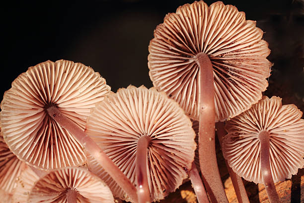 cogumelo de sob a capota do motor - mushroom stem cap plate imagens e fotografias de stock