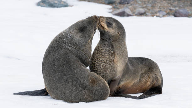 istock Two young antarctic fur seals playing fighting on the rocks 1530542642