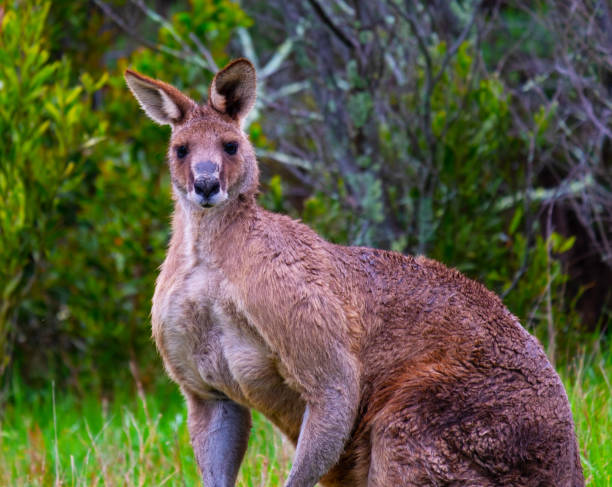 istock Curious Encounter: Magnificent Giant Kangaroo Engagingly Observes the Camera in the Australian Bush 1530545364