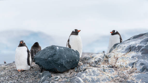 istock Colony of Gentoo penguins nesting on a rock. Antarctic Peninsula 1530548101